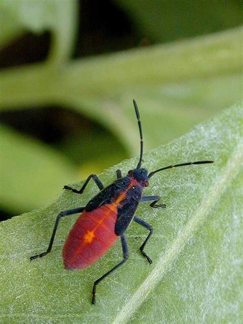 black beetle in house ohio - Roseann Jeffries