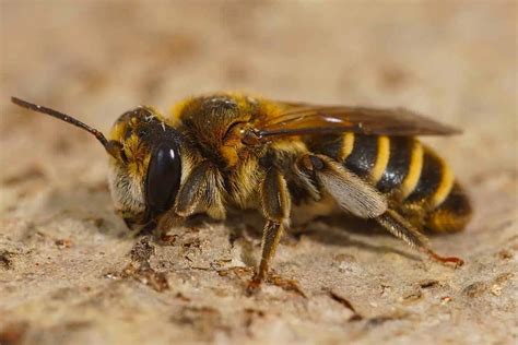 Ground Bees Be Gone (6 Home Remedies That Work!) – Architecture