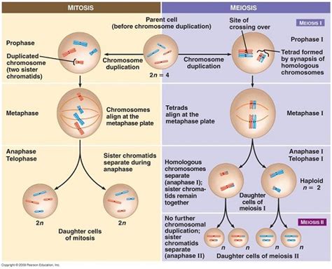 🌷 Similarities and differences of mitosis and meiosis. Similarities of ...