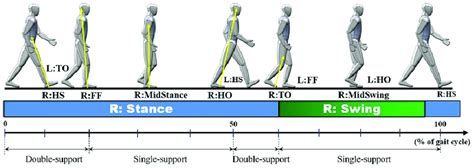 Human walking gait cycle, and stance and swing phases of the right leg ...