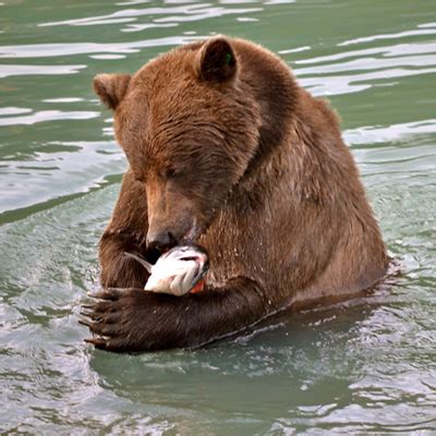 Why letting salmon escape could benefit bears and humans