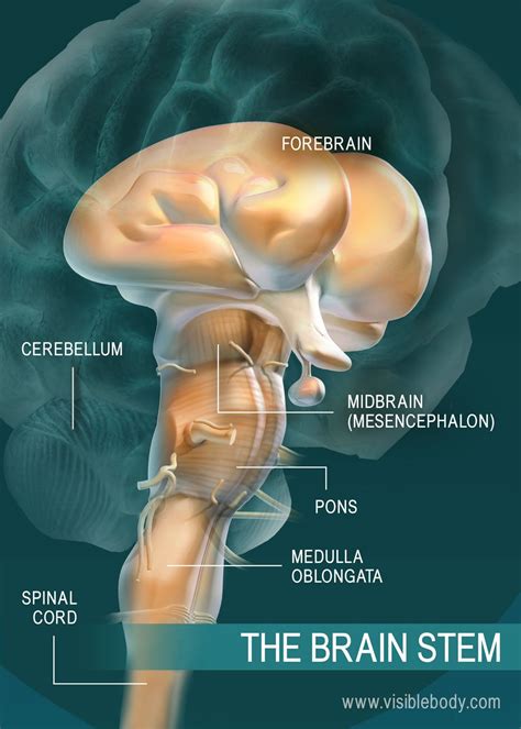 53+ Left Side Brain Diagram - ElliottOunkar