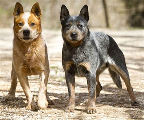 Australian Stumpy Tail Cattle Dog - Breed Info, Images, Videos, FAQs