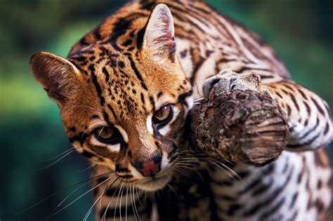 Ocelot - National Geographic Junior