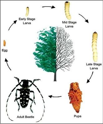 Asian Longhorned Beetle Life Cycle — ND Invasives