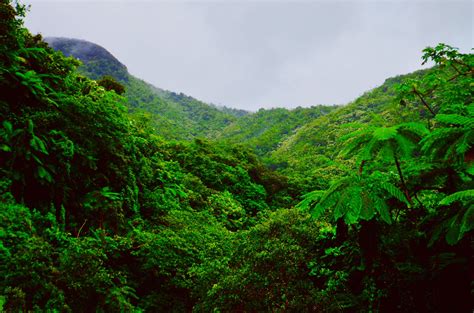 Climate change can tear ecosystems apart, warns Amazon rainforest ...