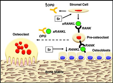 Pharmacological actions of strontium on osteoclast differentiation. The ...