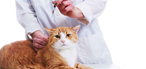 Rabies Vaccine For Cats: What Are The Side Effects And Is It Necessary?