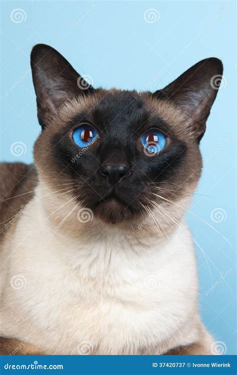 Siamese cat stock image. Image of animal, studio, blue - 37420737