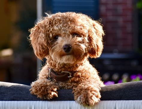 Poochon Dog Breed Profile (Toy Poodle & Bichon Frise Mix)