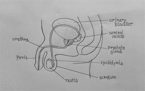 Human Male Reproductive System Diagram : Reproductive System Male ...