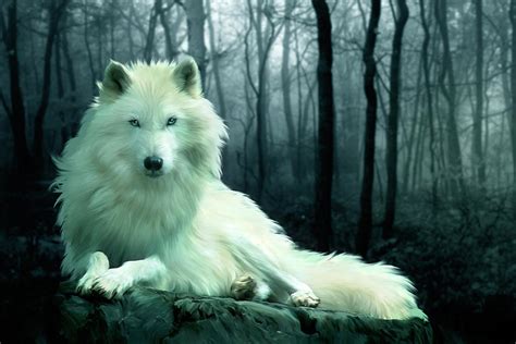 Arctic Wolf Digital Art by Julie L Hoddinott - Fine Art America