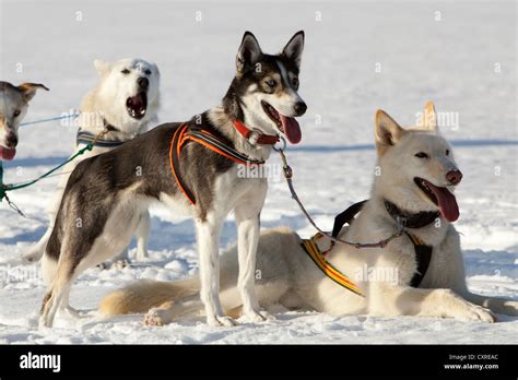 Are Sled Dogs Huskies