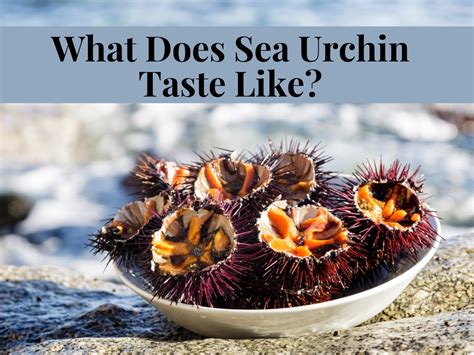 What Does Sea Urchin Taste Like? Is Uni Good to Eat? | Sanraku