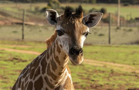 Giraffe calf named on World Giraffe Day! Perfect name...