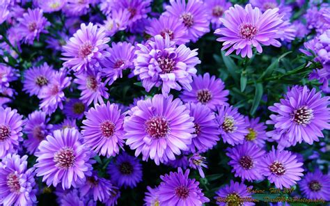 Beautiful Purple Flower Wallpapers For Desktop