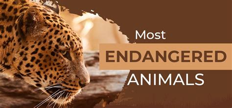 World's Most Endangered Animals: Top 10 List