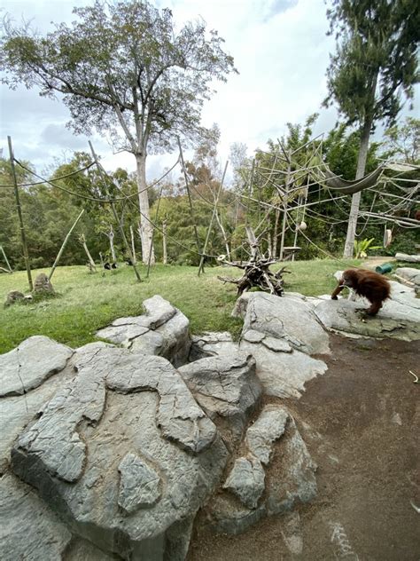 Sumatran Orangutan and Siamang Habitat - Absolutely Apes - ZooChat