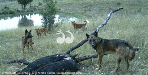 Tackling Wild Dogs - scone.com.au : scone.com.au