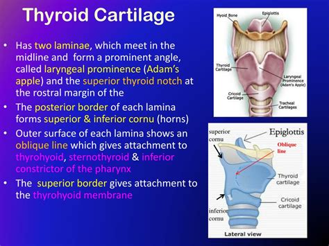 PPT - The Larynx PowerPoint Presentation - ID:417368