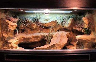 10 Inspiring Bearded Dragon Cage Setup and Decor Ideas