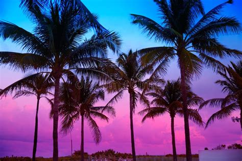 Miami Beach South Beach Sunset Palm Trees Florida Stock Image - Image ...