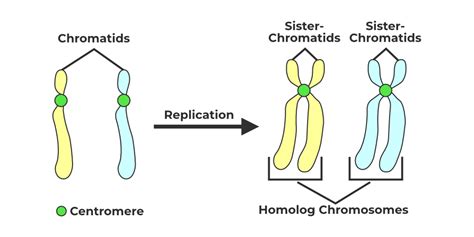 Chromatid-Structure, Types, Characteristics, & FAQs