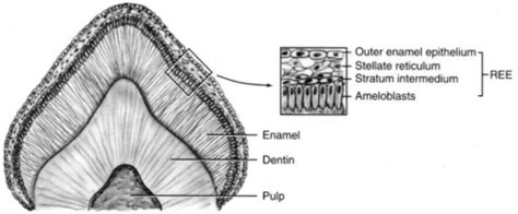 Root formation: Lecture 3, Shi Flashcards | Quizlet