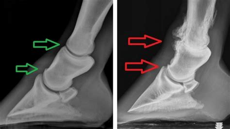 Ringbone in Horses - Diagnosis & Treatment — Irongate Equine Clinic