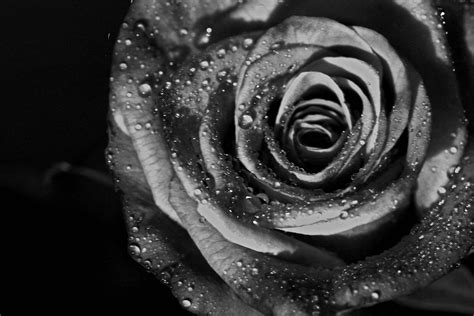 Black And White Rose Background