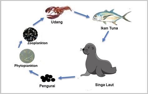 Contoh Rantai Makanan di Laut: Pengertian dan Komponennya