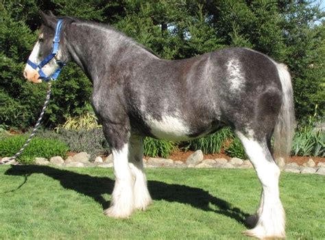 Blue roan yearling with a bay face! Description from pinterest.com. I ...