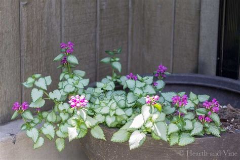 Perennials for Containers - Frugal Ways to Fill Your Flower Pots ...