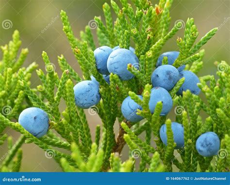 Blue Berries on Evergreen stock photo. Image of berries - 164067762