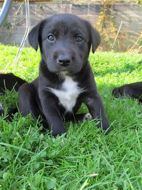 Review Of Labrador Border Collie Mix Puppy 2022 - Gohandmade