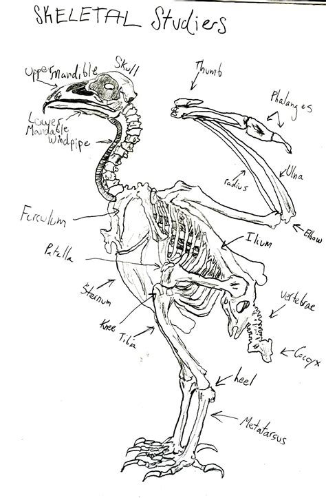 Turkey Vulture | The eBestiary