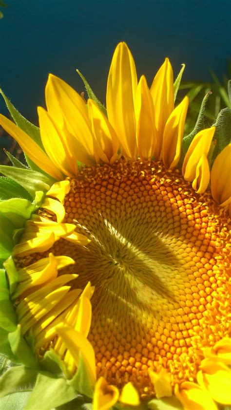 Sunflower blooming! | seedgerminator