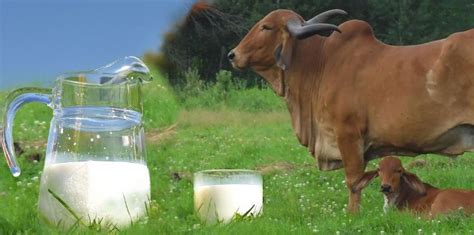 Dairy Farming » How to Start a Successful Cow Dairy Farming?