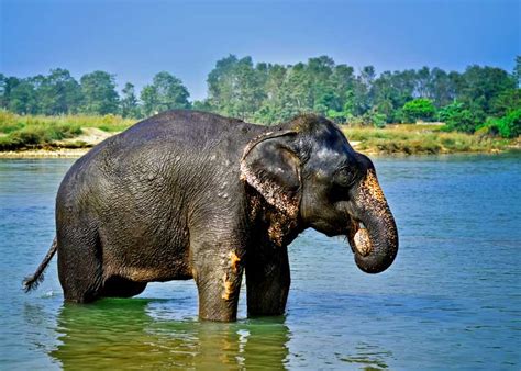 Elephant Lifespan How Long Do Elephants Live – Reteti Elephant Sanctuary