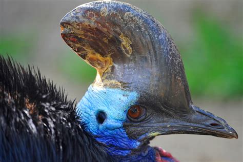 Cassowary | San Diego Zoo Animals & Plants