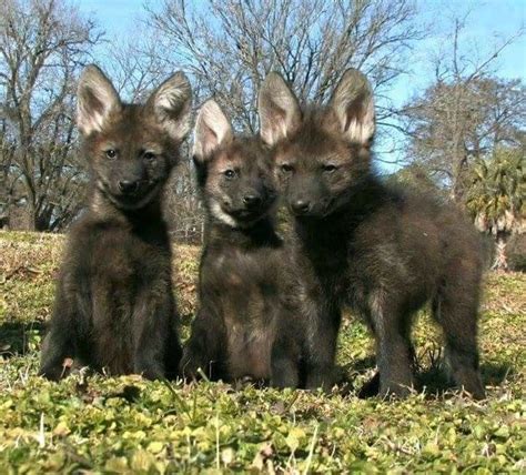 Maned Wolf Pups | Maned wolf, Wolf dog, Wolf