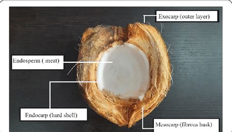 Image depicting the internal parts of a coconut | Download Scientific ...