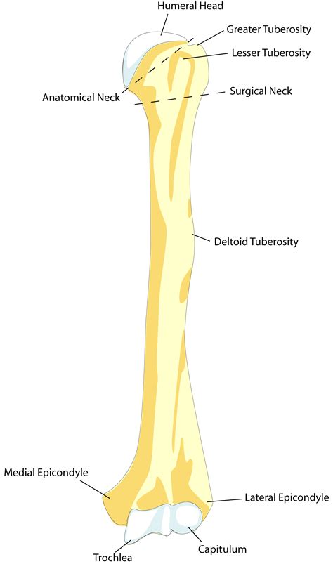 Gross anatomy of commonly fractured bones