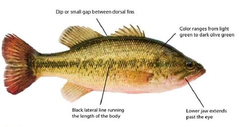 Anatomy Of A Largemouth Bass - milena