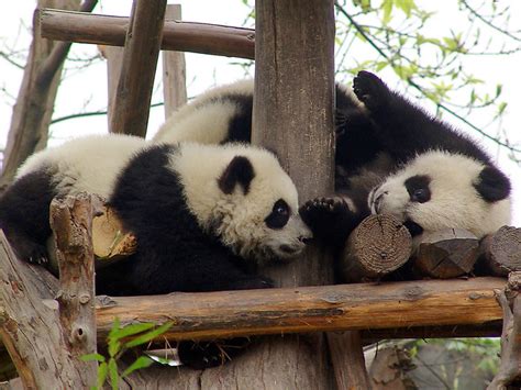 Giant Panda Cubs 206 | Flickr - Photo Sharing!