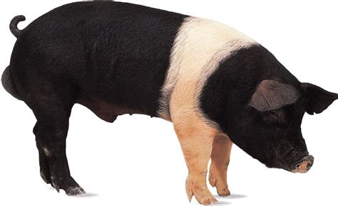 Prize Pigs Breeds