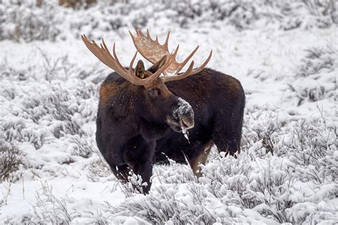 Moose in snow Photograph by Paul Freidlund - Fine Art America