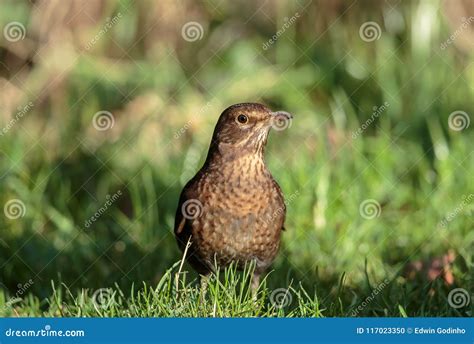 A Common Blackbird Female Up Close Stock Photo - Image of green ...