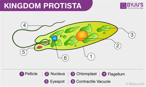 [DIAGRAM] Fungi Like Protists Diagram - MYDIAGRAM.ONLINE