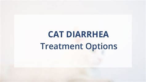 Treatment Options for Cats Diarrhea - Cat Loaf | Kitty Loaf